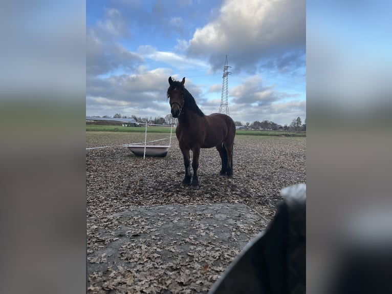 Rhenisch-German Heavy Draft Mix Gelding 7 years 16,2 hh Brown in Rhauderfehn