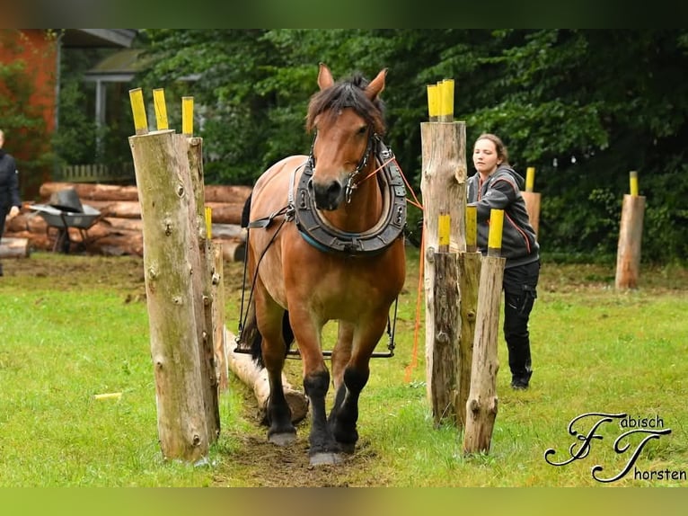 Rhenisch-German Heavy Draft Gelding 8 years 15,3 hh Brown in Jesteburg