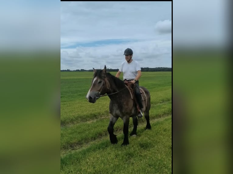 Rhenisch-German Heavy Draft Gelding 8 years 16.3 hh  in Lütow