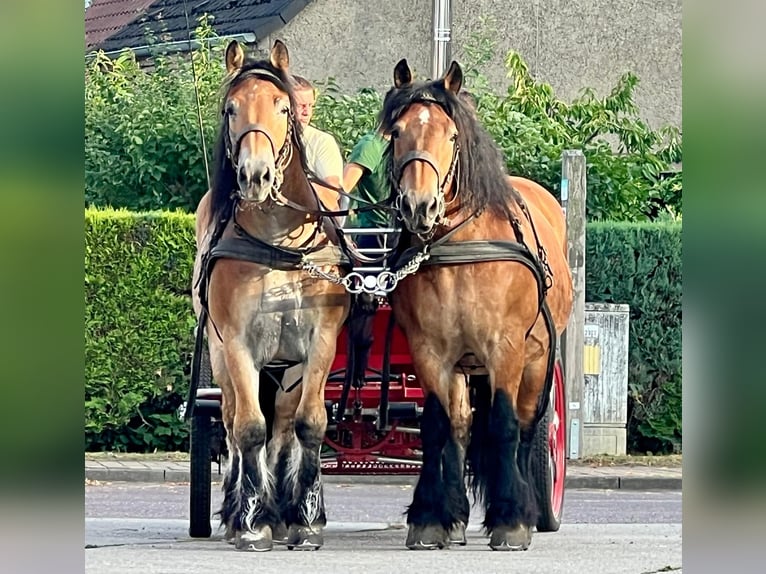 Rhenisch-German Heavy Draft Gelding 9 years 16 hh Brown in Rottstock