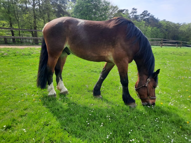 Rhenisch-German Heavy Draft Gelding 9 years 17 hh Brown in Bremerv&#xF6;rde