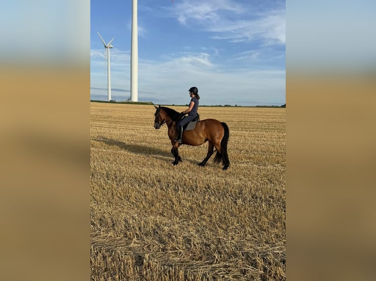 Rhenisch-German Heavy Draft Mix Mare 10 years 15,2 hh Brown in &#xDC;bach-Palenberg