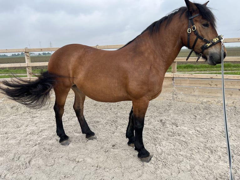 Rhenisch-German Heavy Draft Mix Mare 10 years 15,2 hh Brown in &#xDC;bach-Palenberg