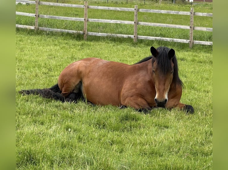 Rhenisch-German Heavy Draft Mix Mare 10 years 15,2 hh Brown in &#xDC;bach-Palenberg