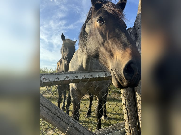 Rhenisch-German Heavy Draft Mix Mare 12 years 15,1 hh Roan-Blue in Wiesenburg