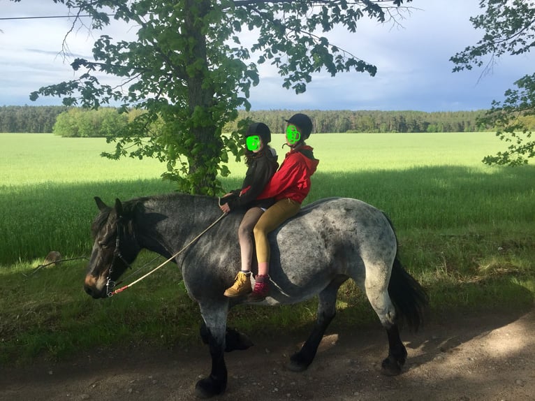 Rhenisch-German Heavy Draft Mix Mare 12 years 15,1 hh Roan-Blue in Wiesenburg