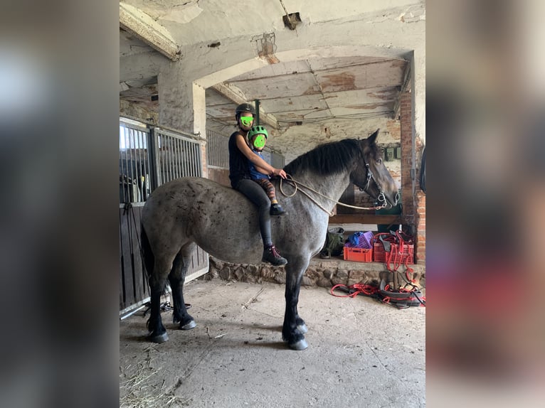 Rhenisch-German Heavy Draft Mix Mare 12 years 15,1 hh Roan-Blue in Wiesenburg