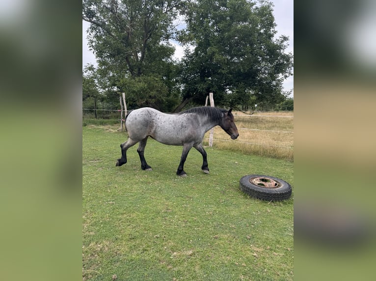 Rhenisch-German Heavy Draft Mix Mare 12 years 15,1 hh Roan-Blue in Wiesenburg