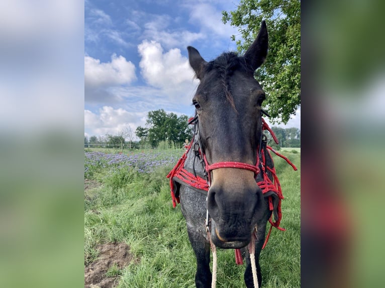 Rhenisch-German Heavy Draft Mix Mare 12 years 15,1 hh Roan-Blue in Wiesenburg