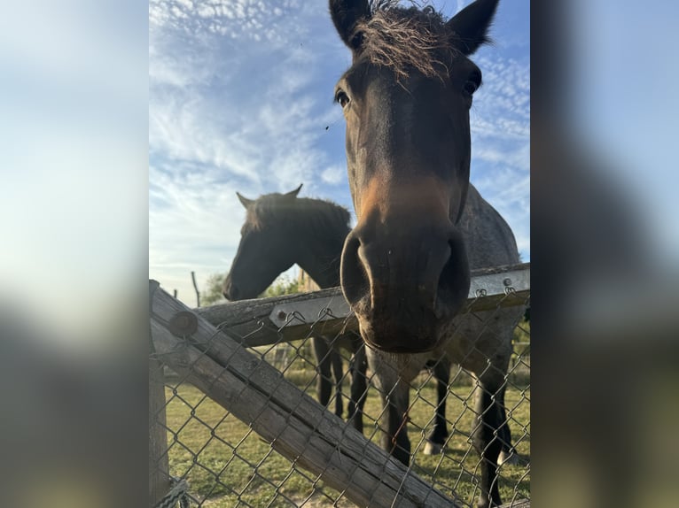 Rhenisch-German Heavy Draft Mix Mare 13 years 15,1 hh Roan-Blue in Wiesenburg