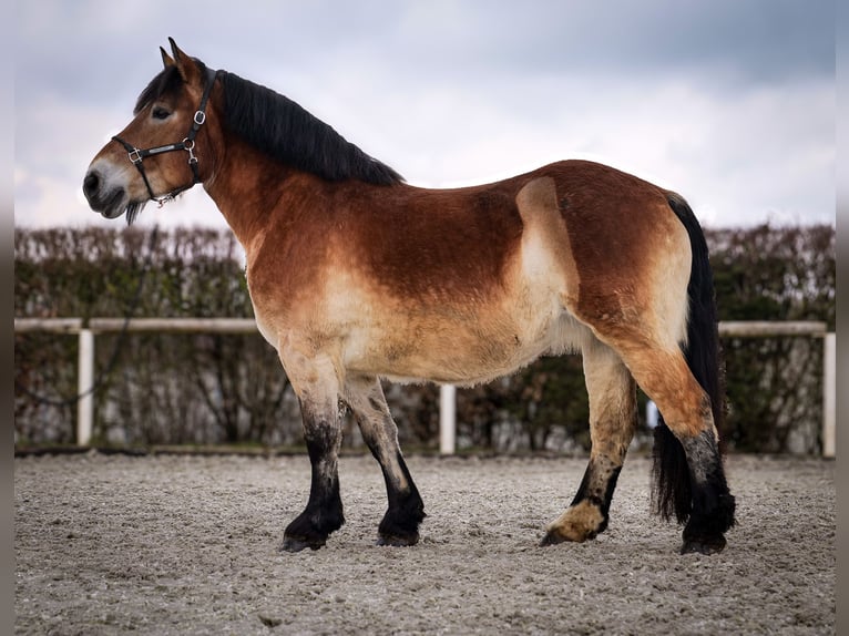 Rhenisch-German Heavy Draft Mare 13 years 15,2 hh Brown in Neustadt (Wied)