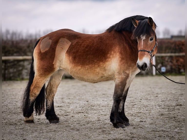 Rhenisch-German Heavy Draft Mare 13 years 15,2 hh Brown in Neustadt (Wied)