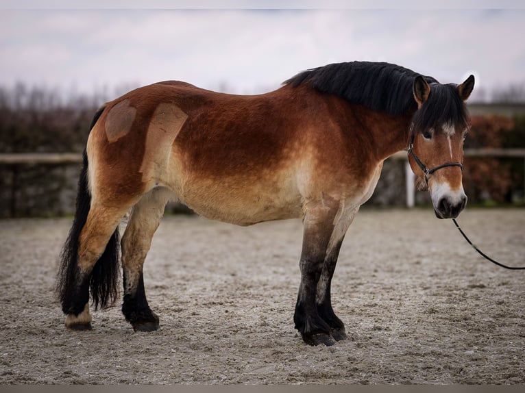 Rhenisch-German Heavy Draft Mare 13 years 15,2 hh Brown in Neustadt (Wied)