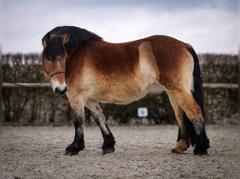 Rhenisch-German Heavy Draft Mare 13 years 15,2 hh Brown in Neustadt (Wied)