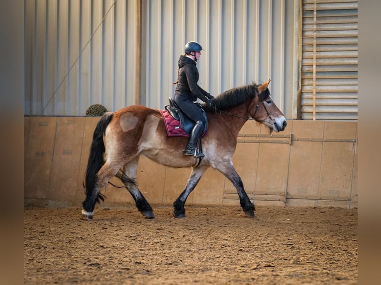 Rhenisch-German Heavy Draft Mare 13 years 15,2 hh Brown in Neustadt (Wied)