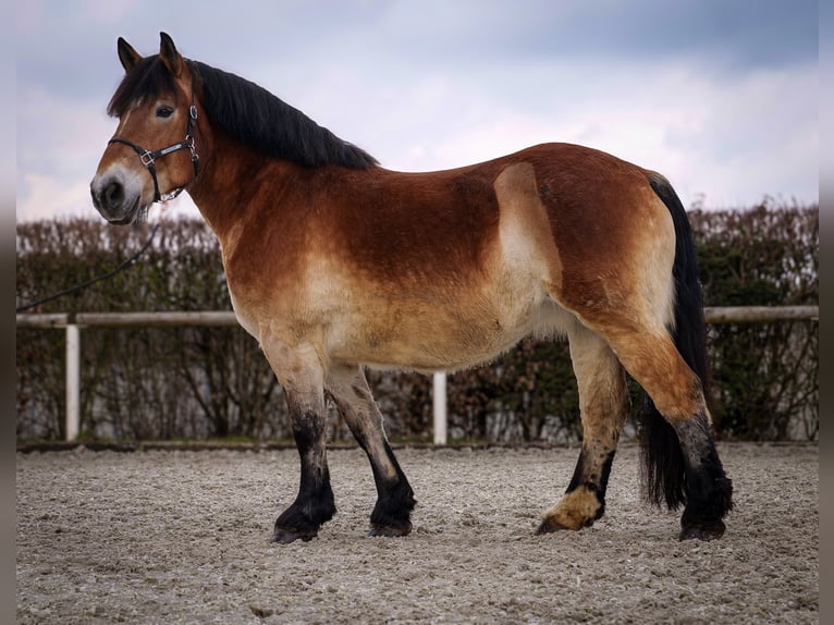 Rhenisch-German Heavy Draft Mare 13 years 15,2 hh Brown in Neustadt (Wied)