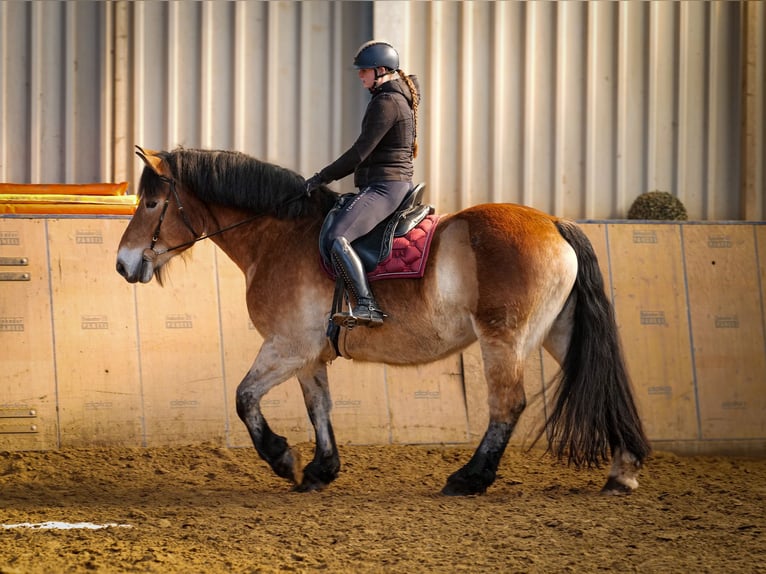 Rhenisch-German Heavy Draft Mare 13 years 15,2 hh Brown in Neustadt (Wied)