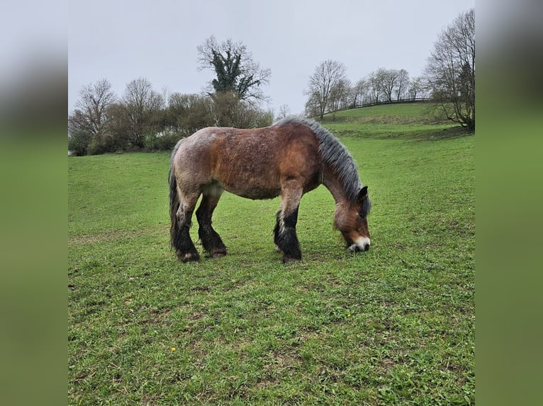 Rhenisch-German Heavy Draft Mare 13 years Brown Falb mold in Lauterach