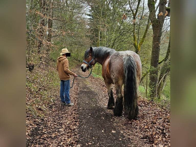 Rhenisch-German Heavy Draft Mare 13 years Brown Falb mold in Lauterach