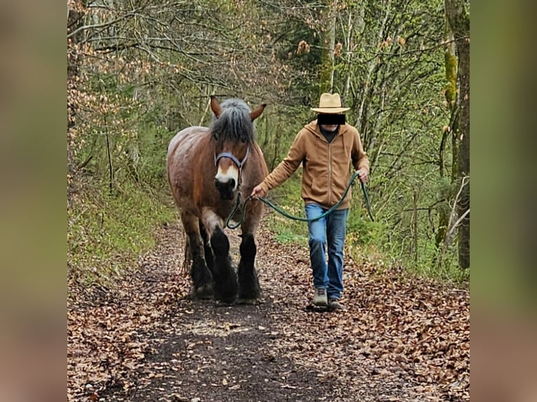 Rhenisch-German Heavy Draft Mare 13 years Brown Falb mold in Lauterach