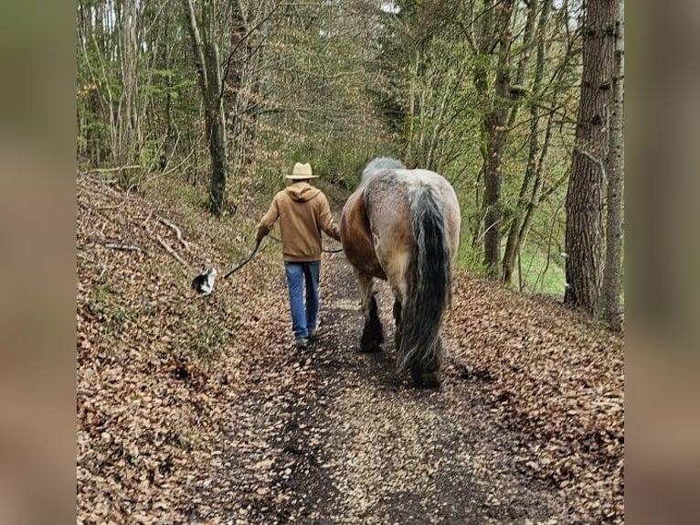 Rhenisch-German Heavy Draft Mare 13 years Brown Falb mold in Lauterach