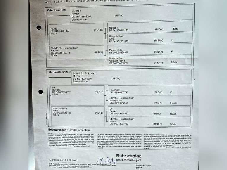 Rhenisch-German Heavy Draft Mare 13 years Brown Falb mold in Lauterach