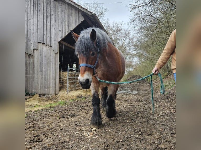 Rhenisch-German Heavy Draft Mare 13 years Brown Falb mold in Lauterach