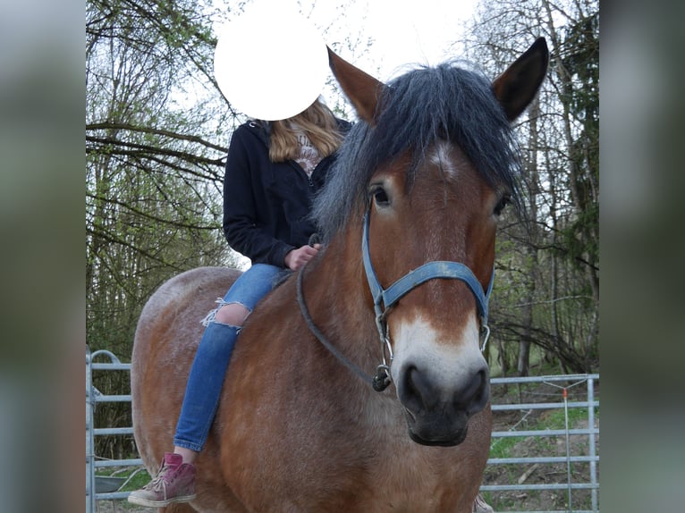 Rhenisch-German Heavy Draft Mare 13 years Brown Falb mold in Lauterach