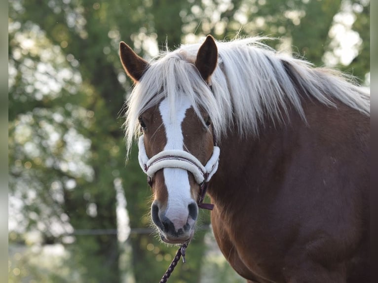 Rhenisch-German Heavy Draft Mare 14 years 16 hh Chestnut-Red in Oberkrämer