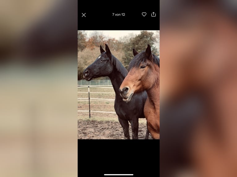 Rhenisch-German Heavy Draft Mare 14 years 16,2 hh Brown in Lehrte