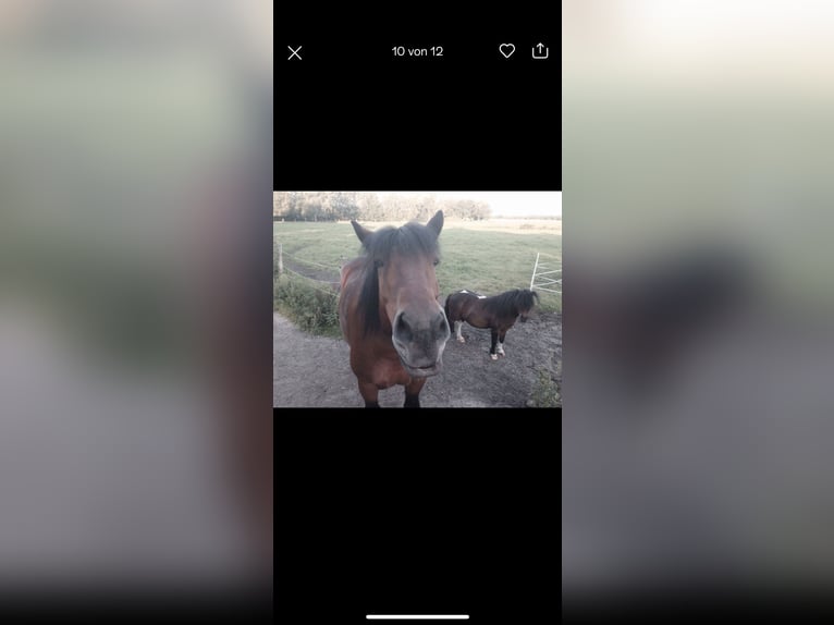 Rhenisch-German Heavy Draft Mare 14 years 16,2 hh Brown in Lehrte