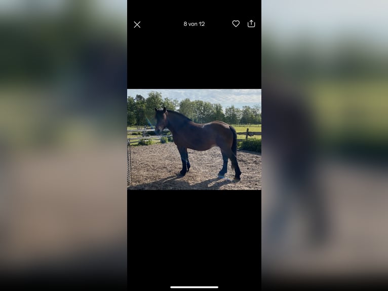 Rhenisch-German Heavy Draft Mare 14 years 16,2 hh Brown in Lehrte