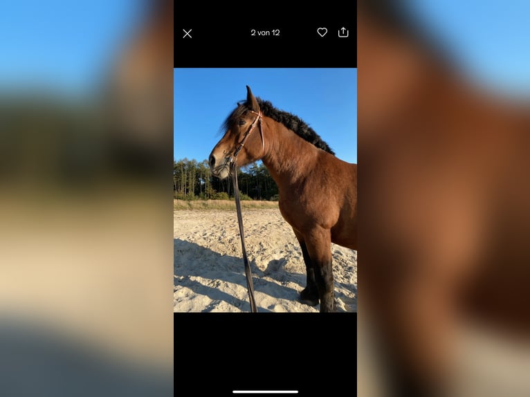 Rhenisch-German Heavy Draft Mare 14 years 16,2 hh Brown in Lehrte