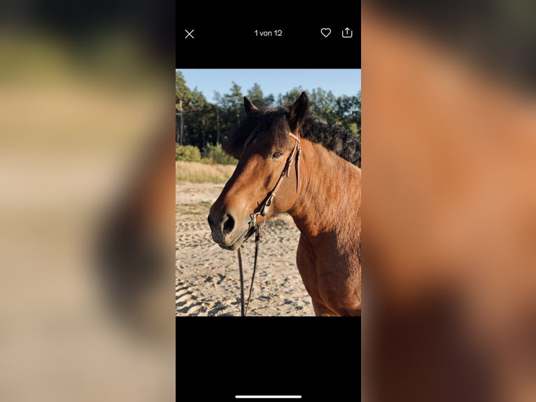 Rhenisch-German Heavy Draft Mare 14 years 16,2 hh Brown in Lehrte