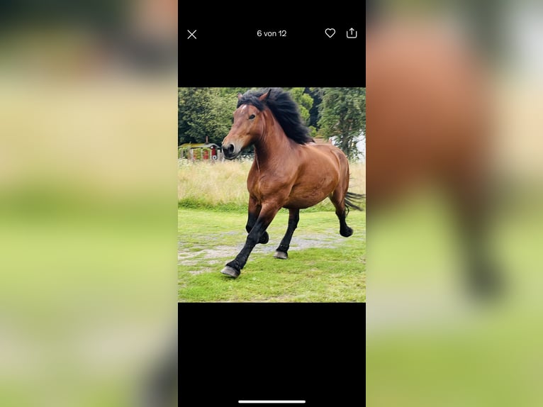 Rhenisch-German Heavy Draft Mare 14 years 16,2 hh Brown in Lehrte