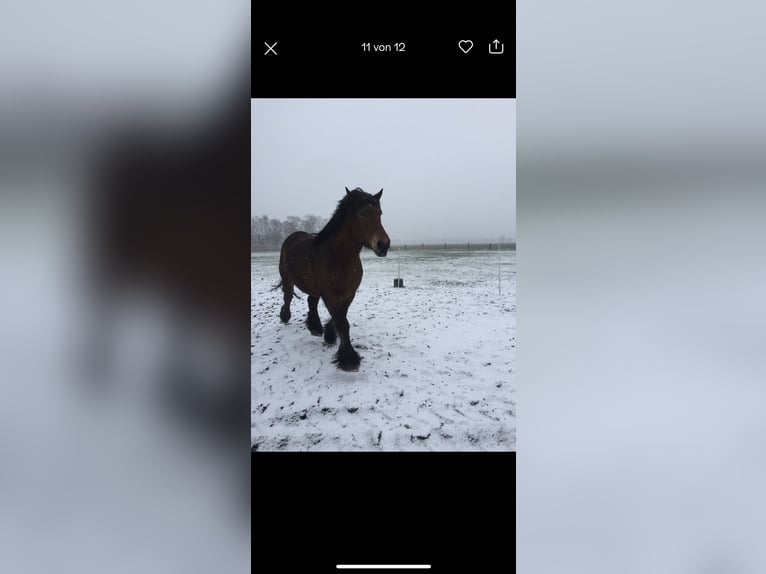 Rhenisch-German Heavy Draft Mare 14 years 16,2 hh Brown in Lehrte