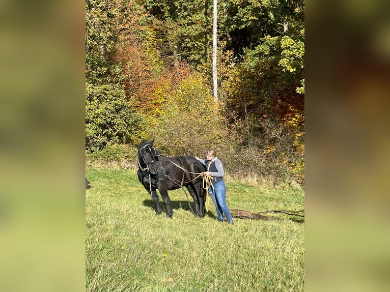 Rhenisch-German Heavy Draft Mare 16 years 15.2 hh Bay-Dark in Waldkappel
