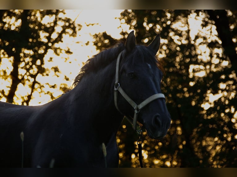 Rhenisch-German Heavy Draft Mare 16 years 15.2 hh Bay-Dark in Waldkappel