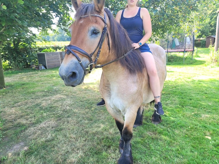 Rhenisch-German Heavy Draft Mare 16 years 15,2 hh Brown Falb mold in Nordkirchen