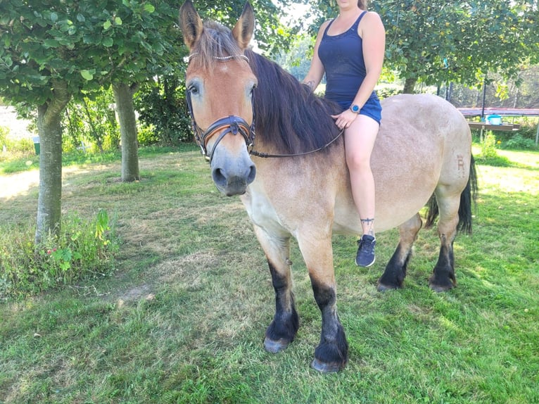 Rhenisch-German Heavy Draft Mare 16 years 15,2 hh Brown Falb mold in Nordkirchen