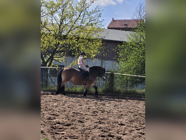 Rhenisch-German Heavy Draft Mare 16 years 15,2 hh in Nuthetal