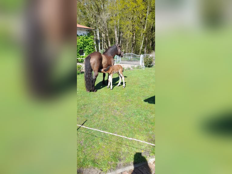 Rhenisch-German Heavy Draft Mare 1 year 13,2 hh Brown in Ribnitz-Damgarten