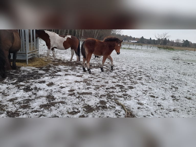 Rhenisch-German Heavy Draft Mare 1 year 13,2 hh Brown in Ribnitz-Damgarten