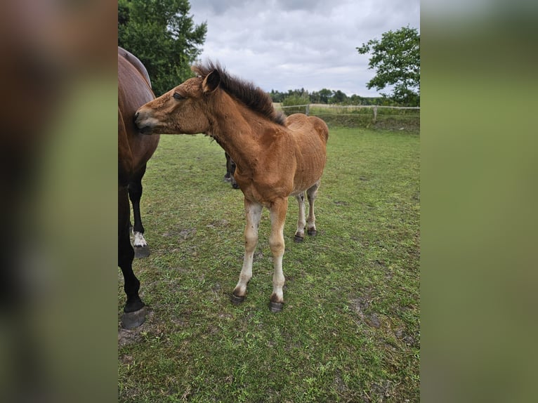 Rhenisch-German Heavy Draft Mare 1 year 13,2 hh Brown in Ribnitz-Damgarten