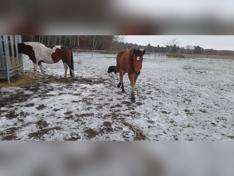 Rhenisch-German Heavy Draft Mare 1 year 13,2 hh Brown in Ribnitz-Damgarten