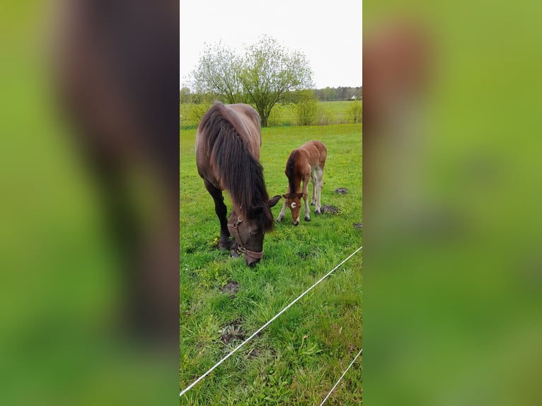 Rhenisch-German Heavy Draft Mare 1 year 13,2 hh Brown in Ribnitz-Damgarten