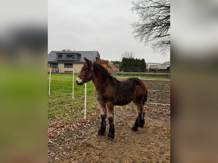 Rhenisch-German Heavy Draft Mare 1 year 13,2 hh Brown in Nordkirchen