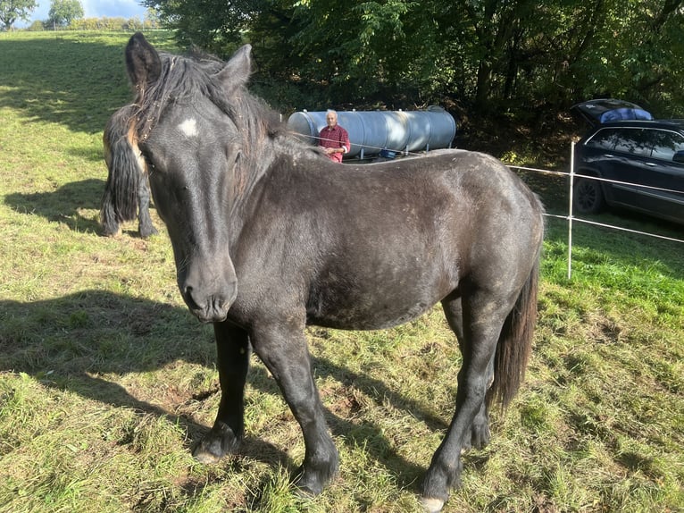 Rhenisch-German Heavy Draft Mare 1 year 16 hh Black in Halsdorf