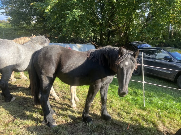 Rhenisch-German Heavy Draft Mare 1 year 16 hh Black in Halsdorf