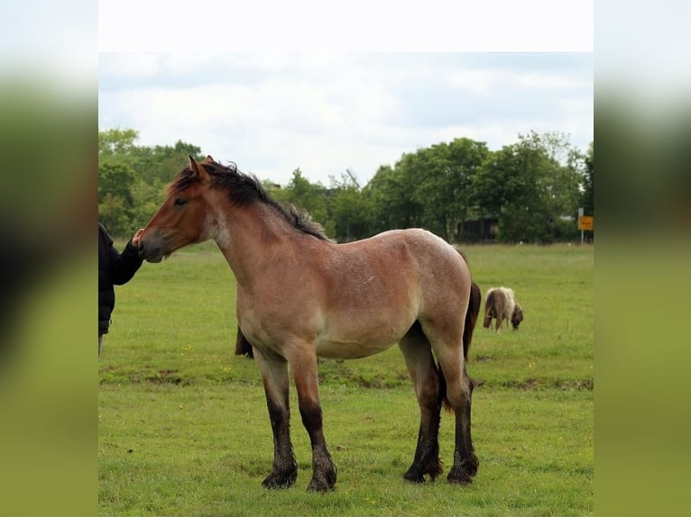 Rhenisch-German Heavy Draft Mare 1 year Roan-Bay in Menden Rhenisch-German Heavy Draft Mare 1 year Roan-Bay in Menden